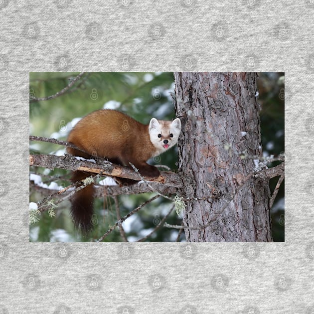 Pine Marten - Algonquin Park by Jim Cumming